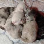 Maine coon kittens