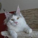 Maine Coon Female