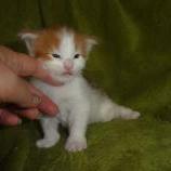 Maine coon kittens