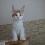Maine coon kittens
