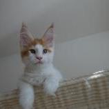 Maine coon kittens