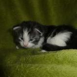 Maine coon kittens