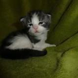 Maine coon kittens