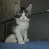 Maine coon kittens