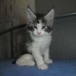Maine coon kittens