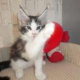 Maine coon kittens