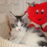 Maine coon kittens