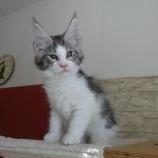Maine coon kittens