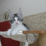Maine coon kittens