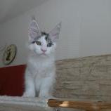 Maine coon kittens