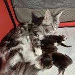Maine coon kittens