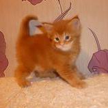 Maine coon kittens