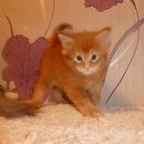 Maine coon kittens