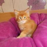 Maine coon kittens