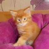 Maine coon kittens