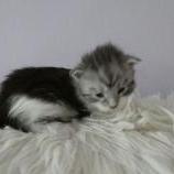 Maine coon kittens