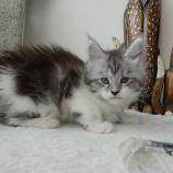 Maine coon kittens