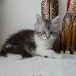 Maine coon kittens