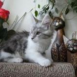 Maine coon kittens