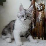Maine coon kittens