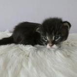Maine coon kittens