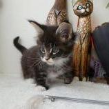 Maine coon kittens