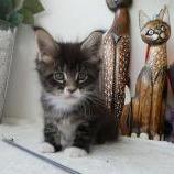 Maine coon kittens