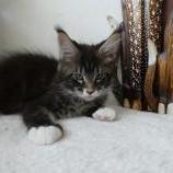 Maine coon kittens