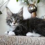 Maine coon kittens
