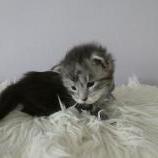 Maine coon kittens