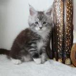 Maine coon kittens