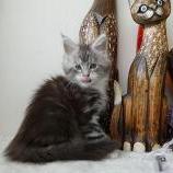 Maine coon kittens