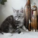 Maine coon kittens