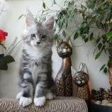 Maine coon kittens