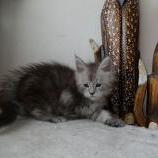 Maine coon kittens