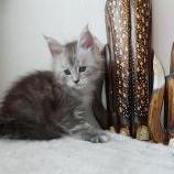 Maine coon kittens