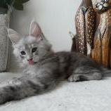 Maine coon kittens