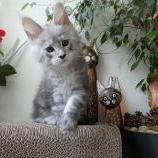 Maine coon kittens