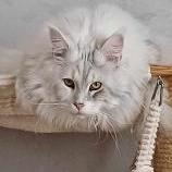 Maine Coon male