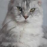 Maine Coon Female