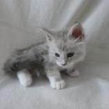 Maine coon kittens