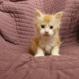 Maine coon kittens