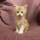 Maine coon kittens