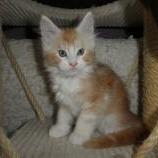 Maine coon kittens