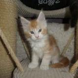 Maine coon kittens