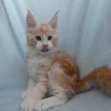Maine coon kittens