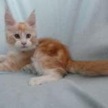 Maine coon kittens