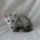Maine coon kittens