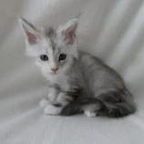 Maine coon kittens