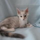 Maine coon kittens